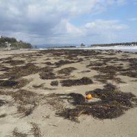 嵐が過ぎ去った後の伏木国分海岸は、海藻　ゴミ海岸になってます。