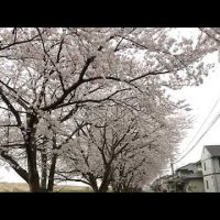 桜情報第二弾　高岡市吉久　庄川の土手の桜　満開