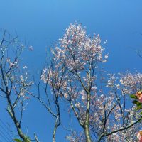 昨日富山県の桜は、「開花宣言」されましたが、伏木十間道路は、