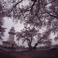 恋する灯台に認定されている「岩崎ノ鼻灯台」桜が見頃
