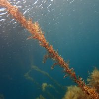 今の九十九湾は、長い長い海藻が「神秘的」