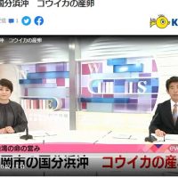 北日本放送に「コウイカの産卵」ニュースで取り扱ってもらいました。