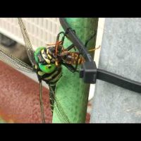 オニヤンマがハチを食べてる衝撃的な動画