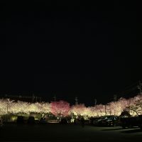 伏木の桜の名所　夜桜最高！TＥＫリサイクルセンター高岡　高岡市吉久に集合