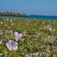 国分海岸に花を咲かせている「ハマヒルガオ」花言葉は「絆」