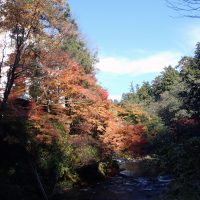 「今日から久米島ツアー」14時小松発の前に紅葉を見に行ってきた。