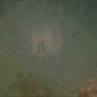 カミクラゲの動画