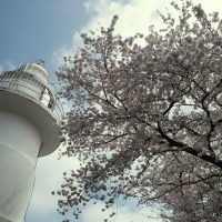桜満開　岩崎の鼻灯台