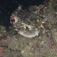 ナイトダイビングでの観察　渡り蟹が貝殻かヤドカリを食べた後、貝を捨てる