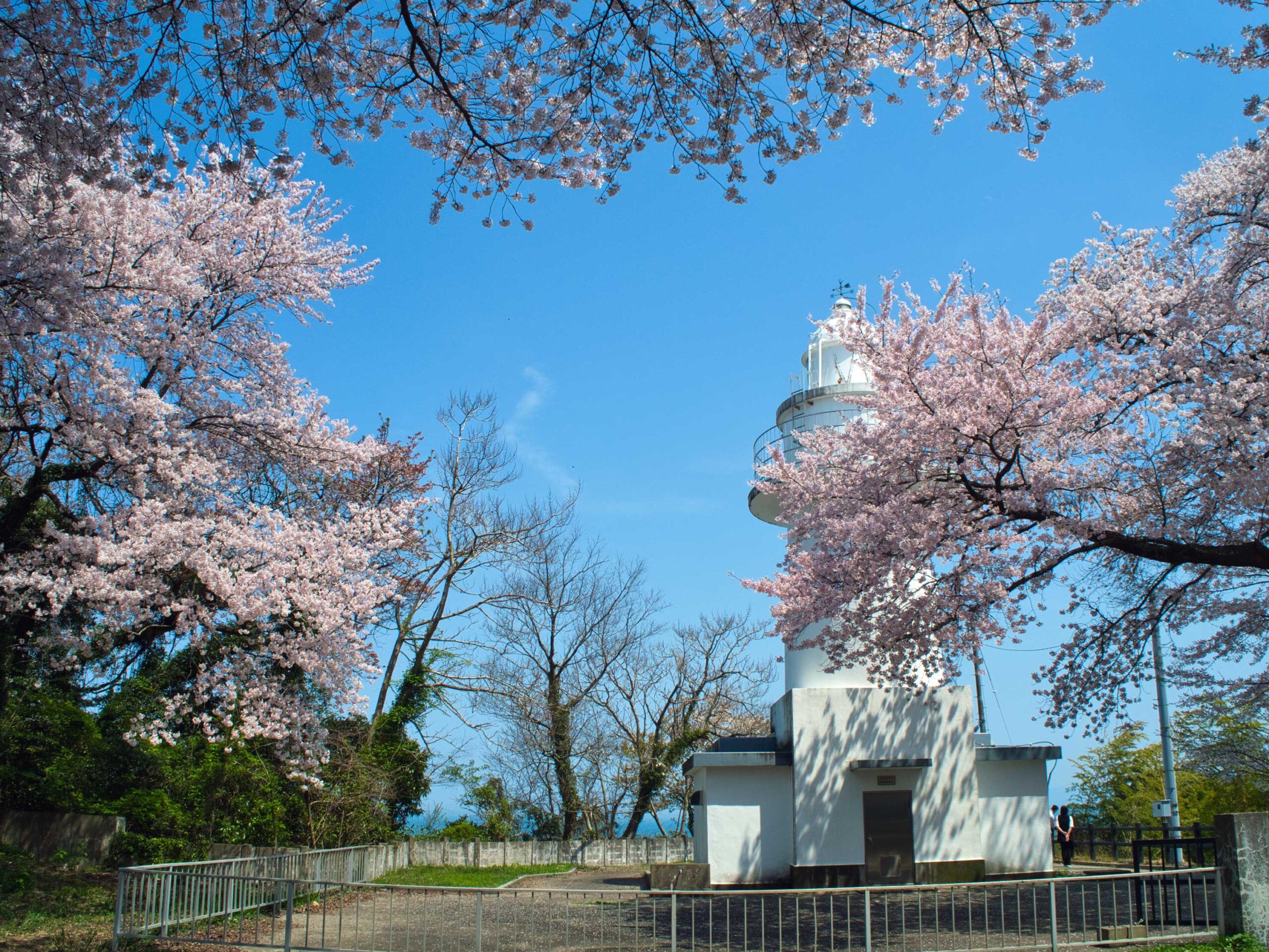岩崎ノ鼻灯台の桜は只今満開中
