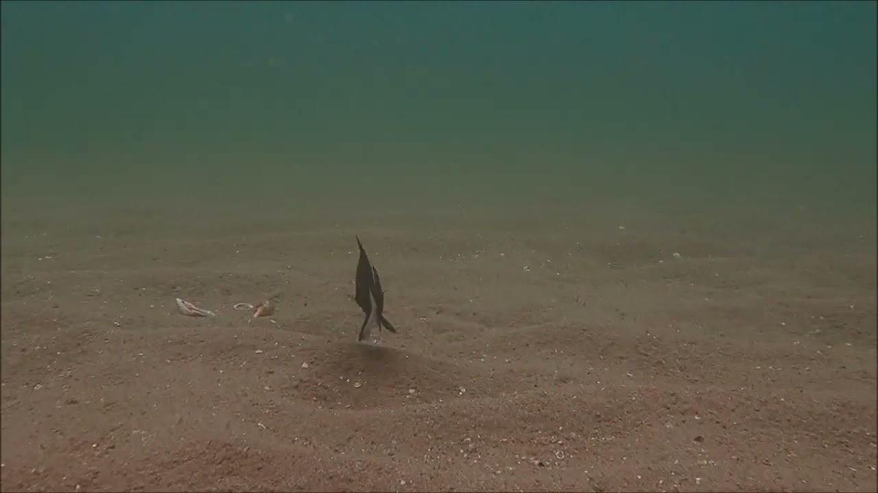 オオクチイシナギの幼魚ではないかと？独特なトリッキーな泳ぎ方も見て楽しい