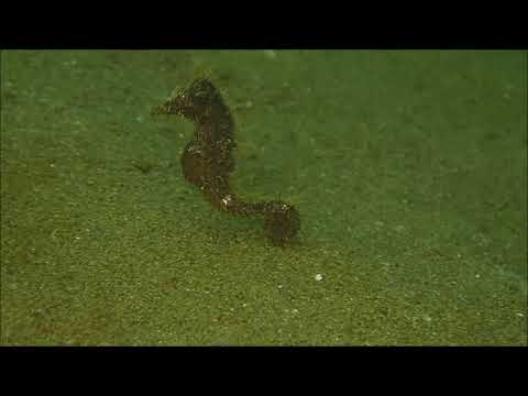 タツノオトシゴ今年初確認