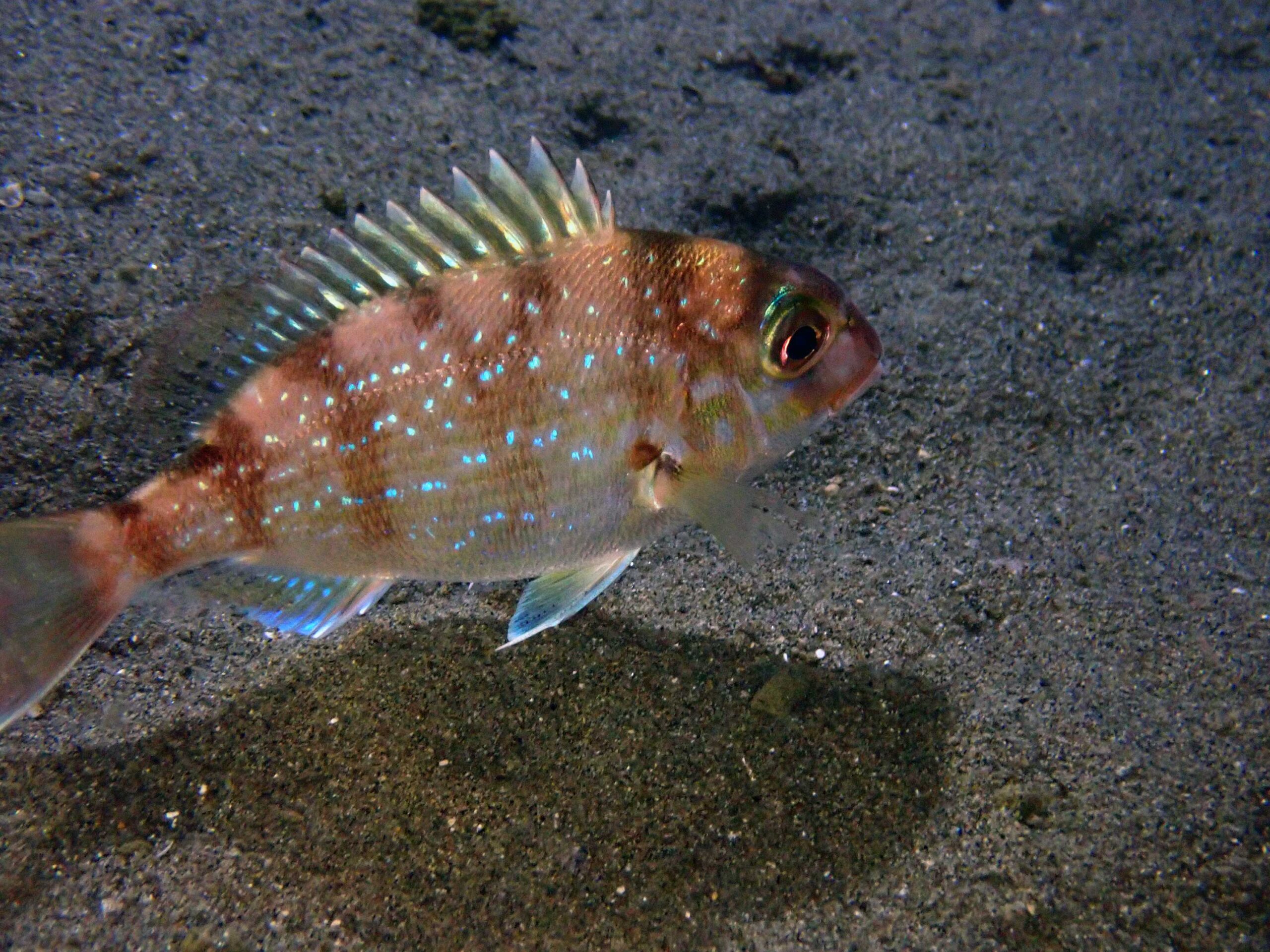 ナイトダイビングはなぜ潜るか。魚の色が変わる。その１