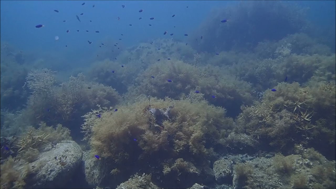 伏木国分では見ることができない「季節来遊魚」