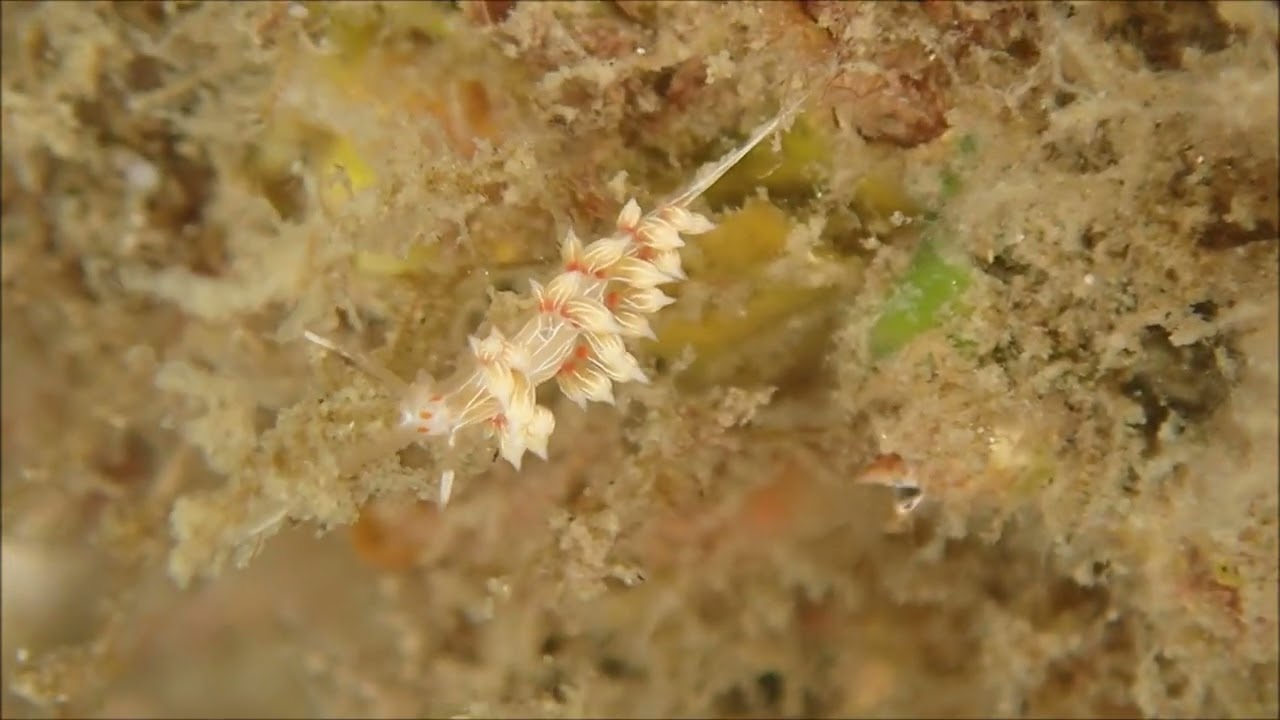 今日のダイビングで「ハクセンミノウミウシ」発見