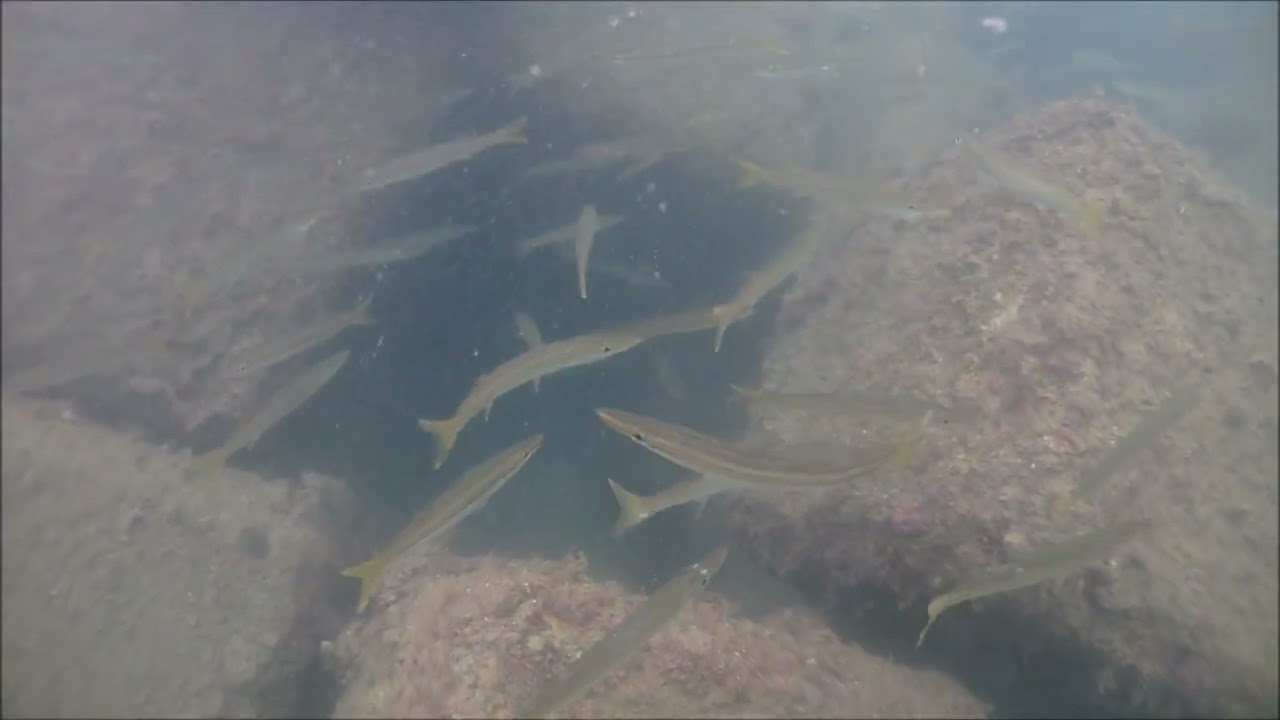 今日もアカカマスが群れている