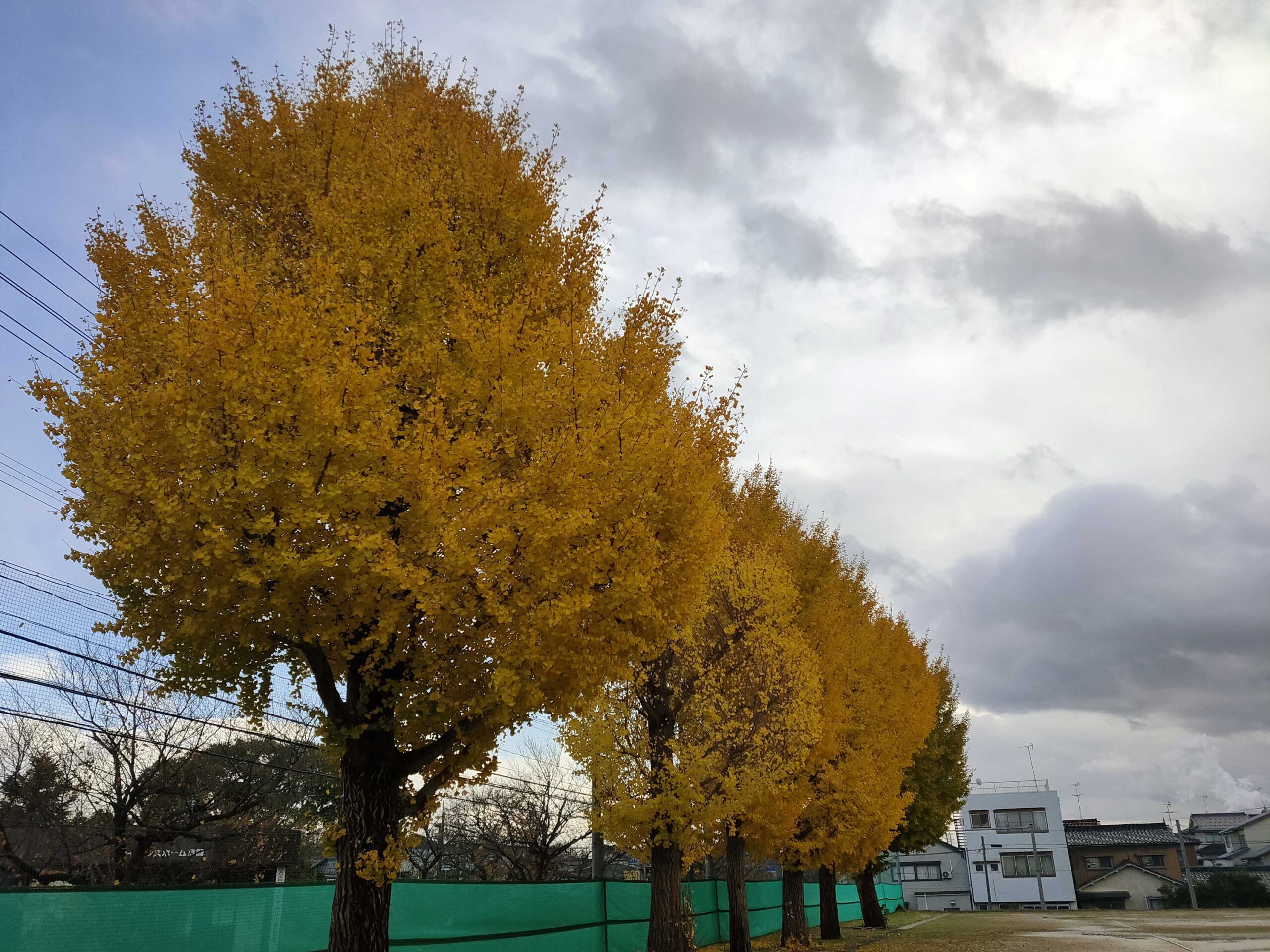 そろそろ富山の平地も紅葉スタートか。今日は、伏木中学校のイチョウ