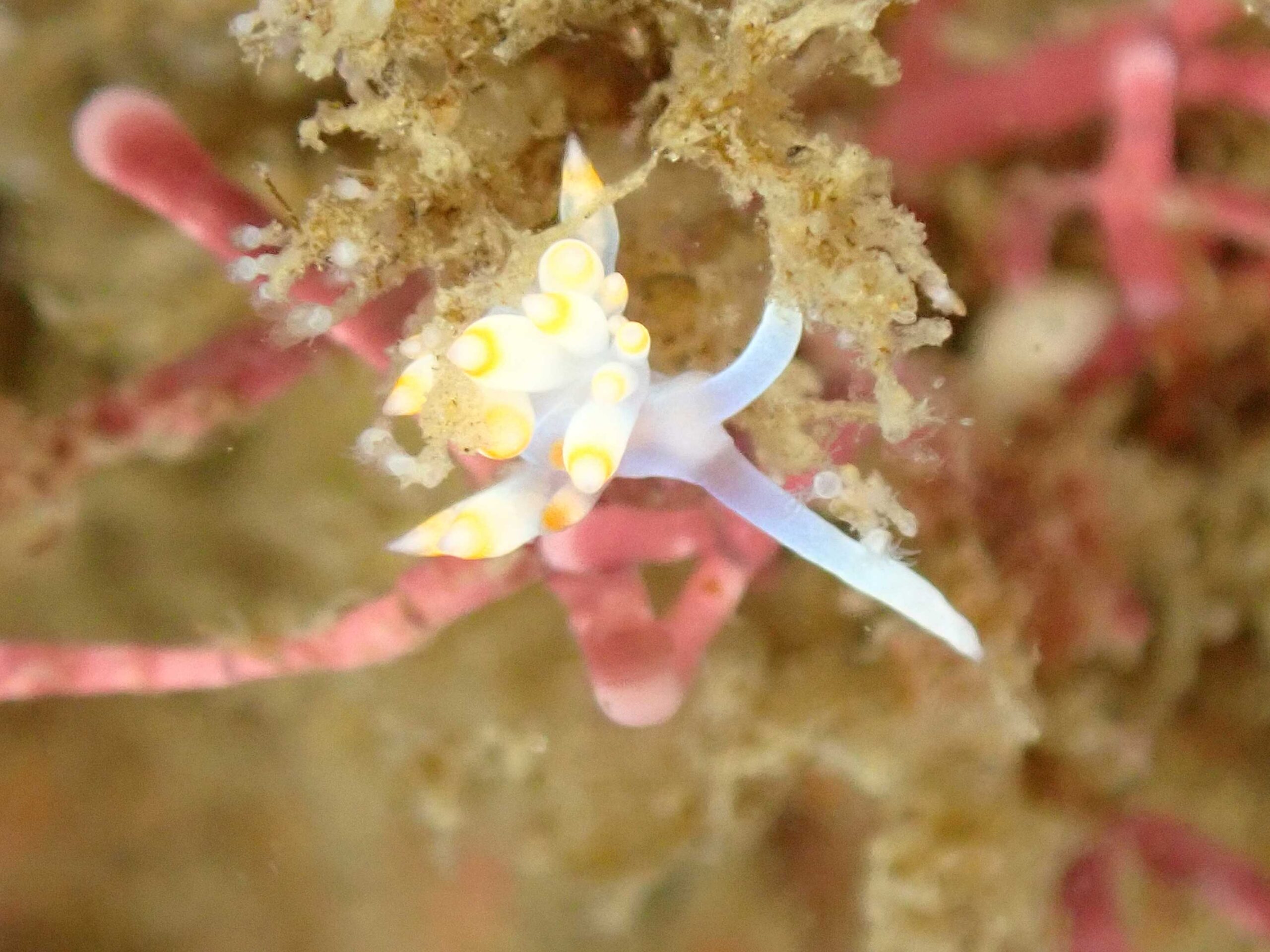 （久々のこのタイトル）今日の伏木国分海岸のウミウシたち