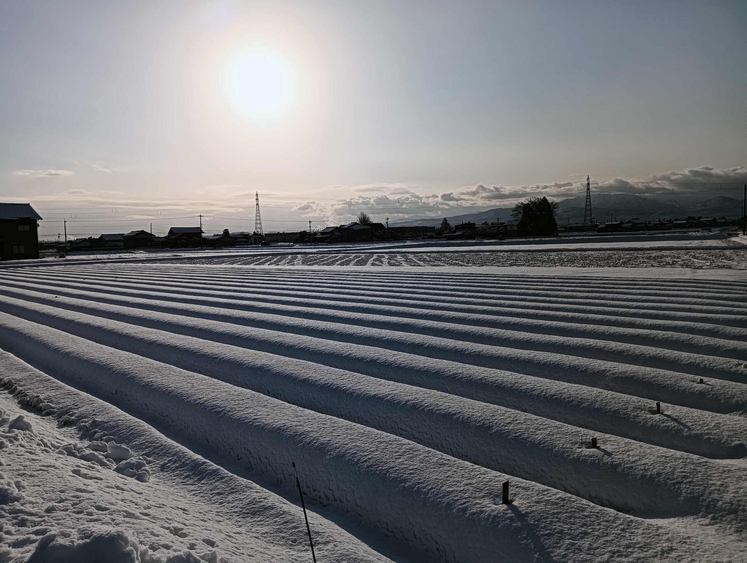 1月だもの　雪が降っても当たり前。