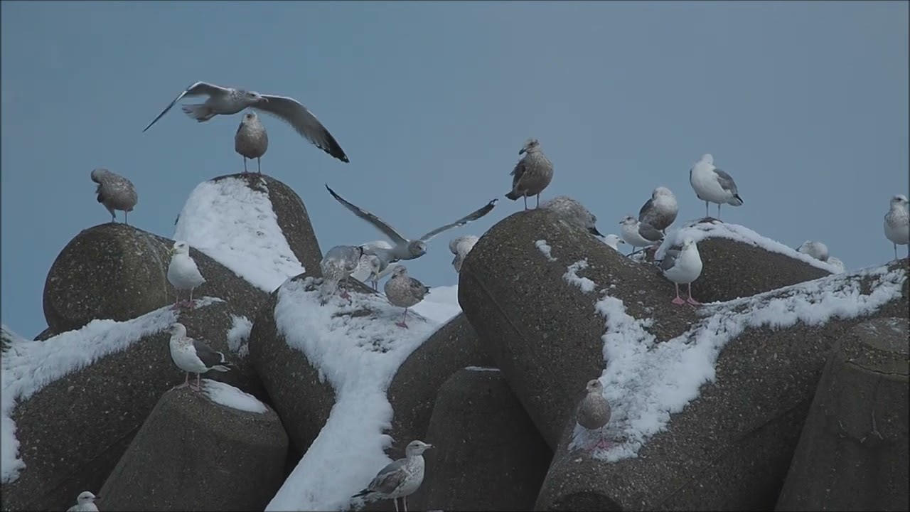 伏木国分海岸には、越冬のため「カモメ」が飛来。黒い毛の昨年生まれたBABYカモメも見れる。