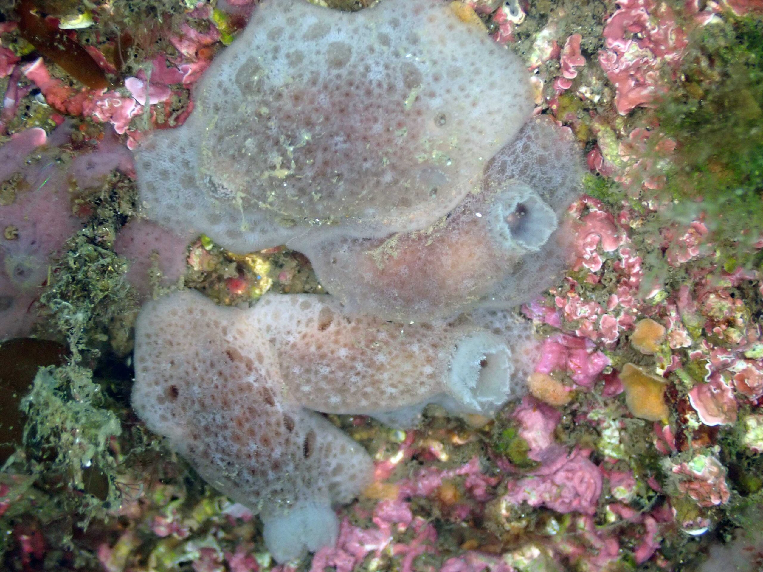 今日の伏木国分のウミウシたち