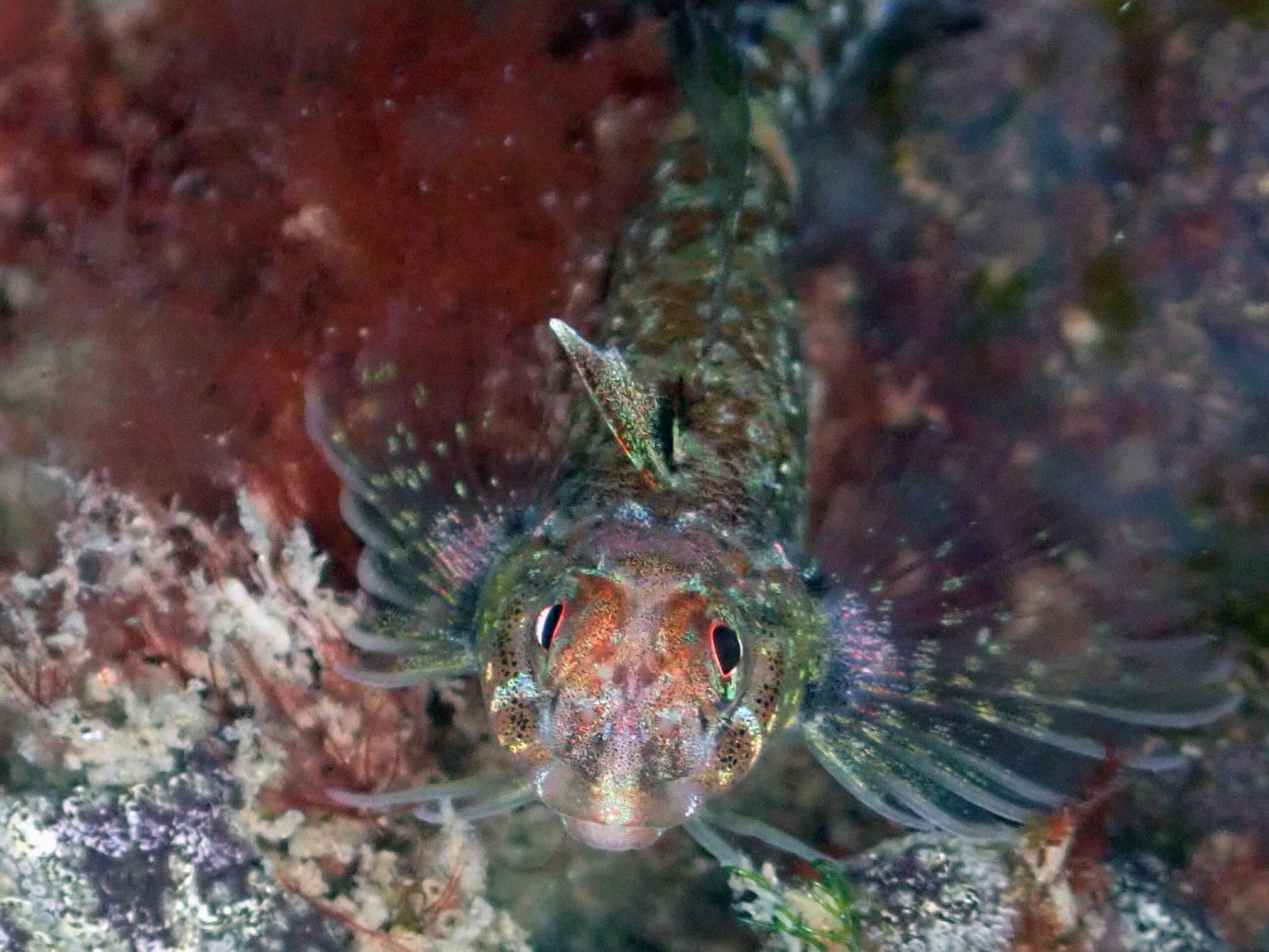 今日は、魚の真正面から顔を撮ってみた