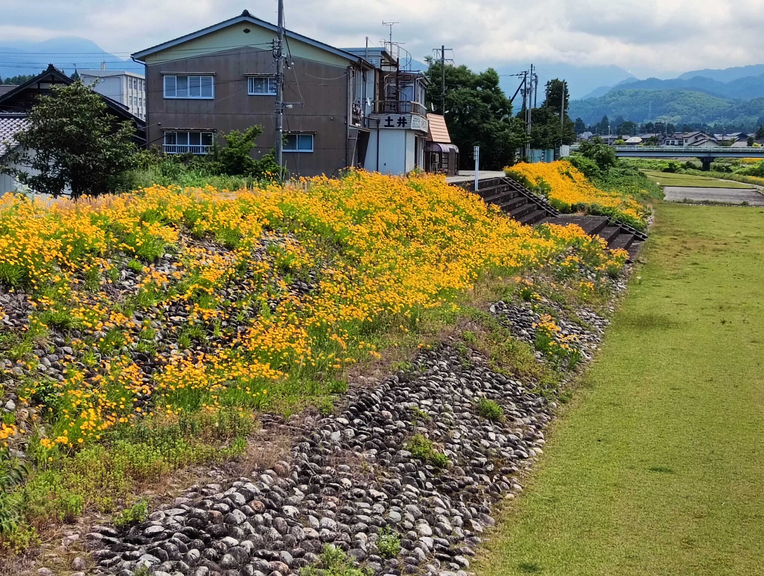 黄色い花にご注意「特定外来生物」で罰金もありうる。