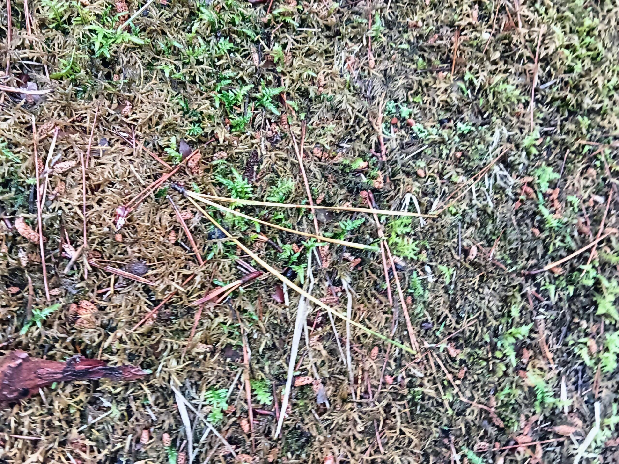 高野山の三鈷の松の三本葉