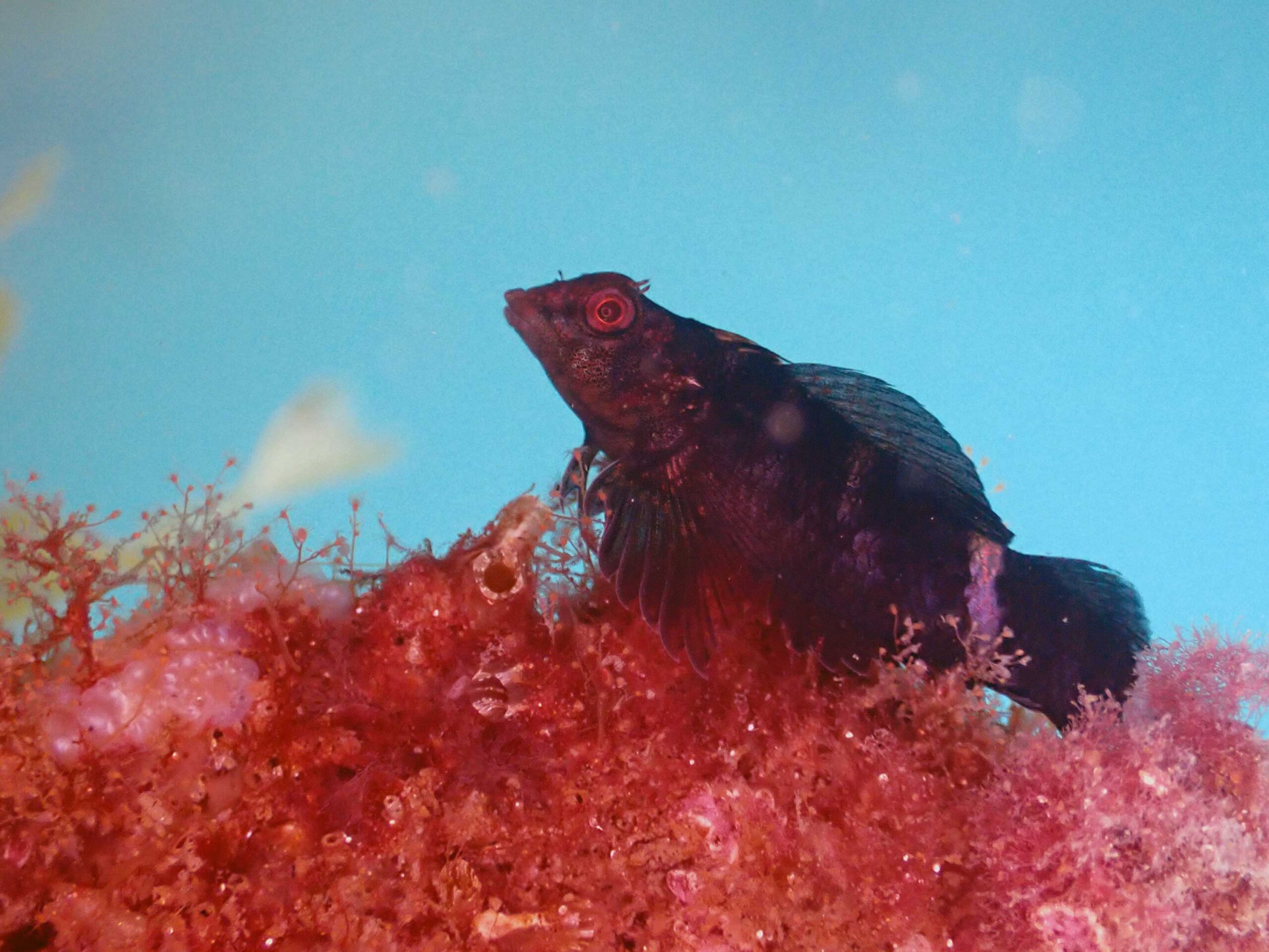 春は、魚の恋の季節　体の色を変えて猛烈アピール