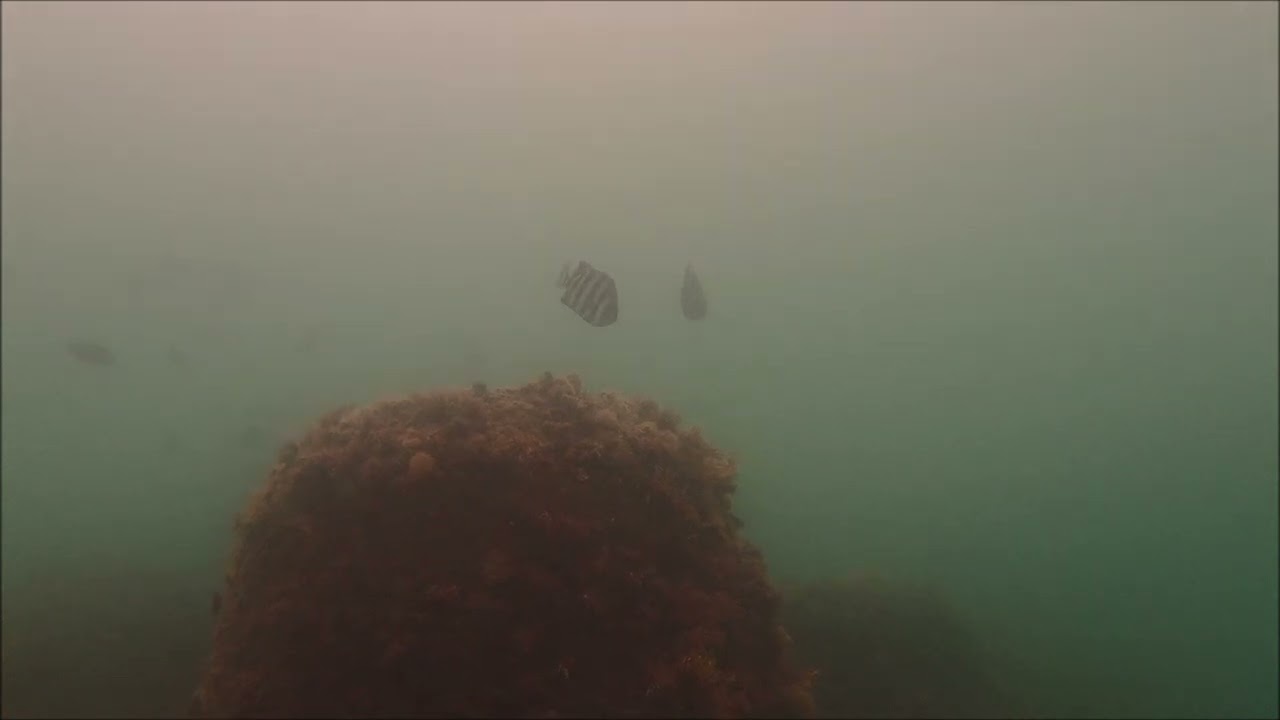 魚の右側と左側とでデザインが違う「イシダイ」を発見