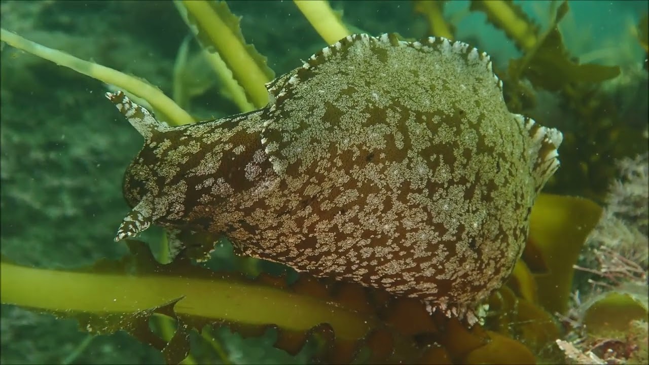 今日の伏木国分のウミウシ動画