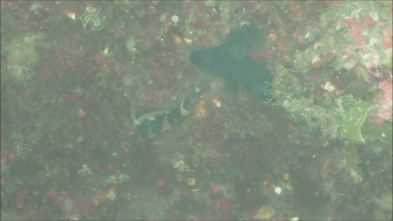 画質が悪い（カメラ水没）　ヘビギンポの求愛ダンス