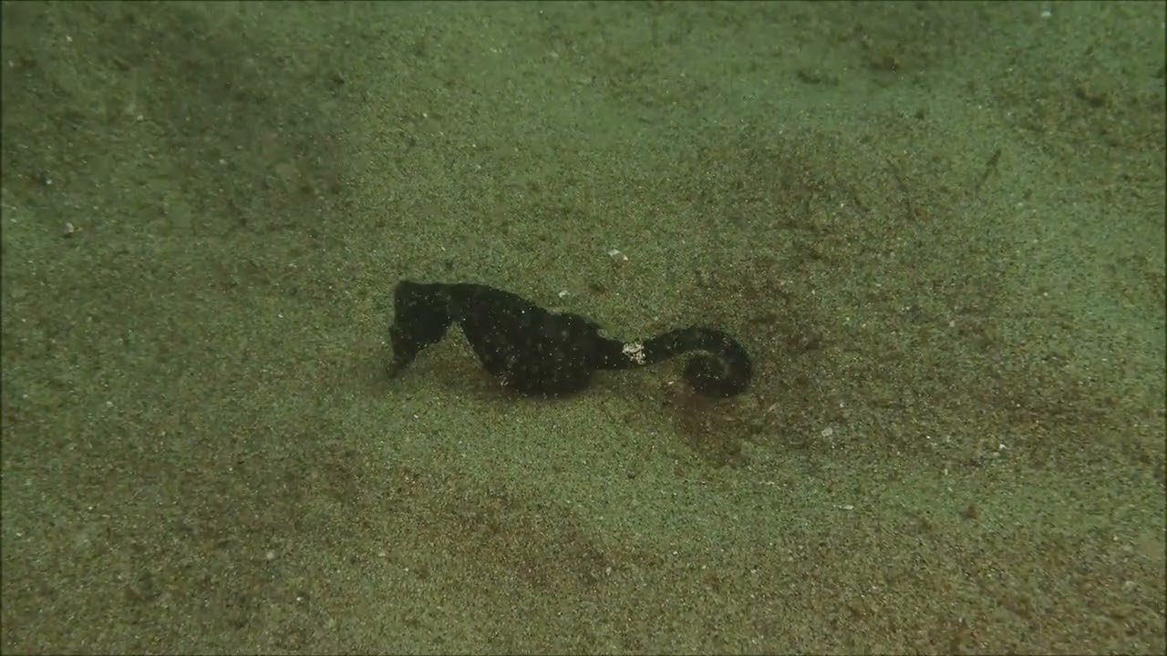 タツノオトシゴ　よく見るとお腹が大きい