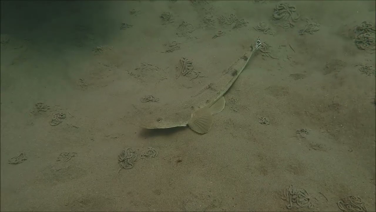 高級魚「マゴチ」動かない