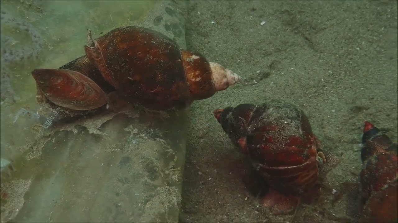 年に一度のバイ貝産卵パーティー