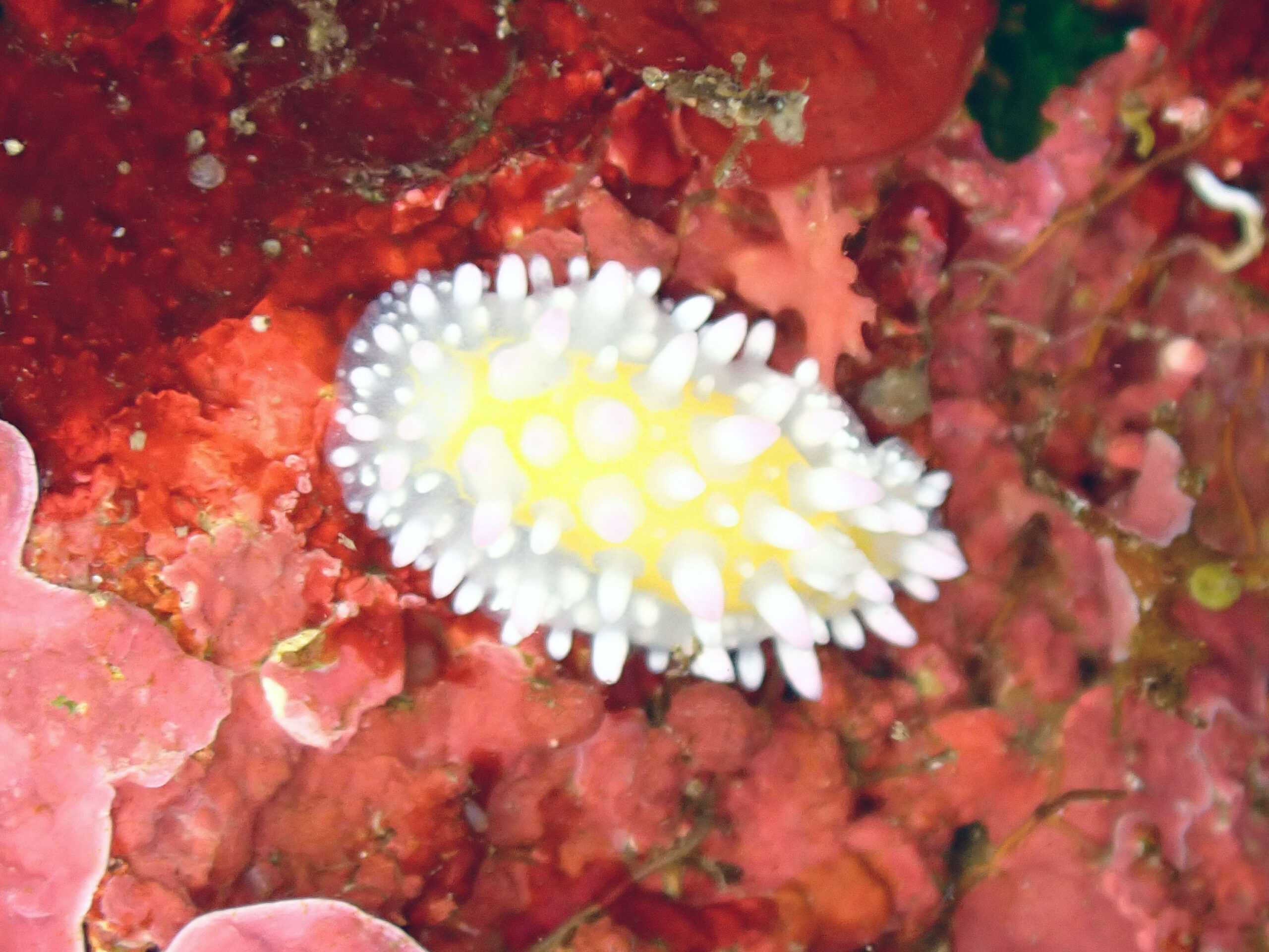 伏木国分では見れないウミウシ「イガグリウミウシ」神子の海で発見