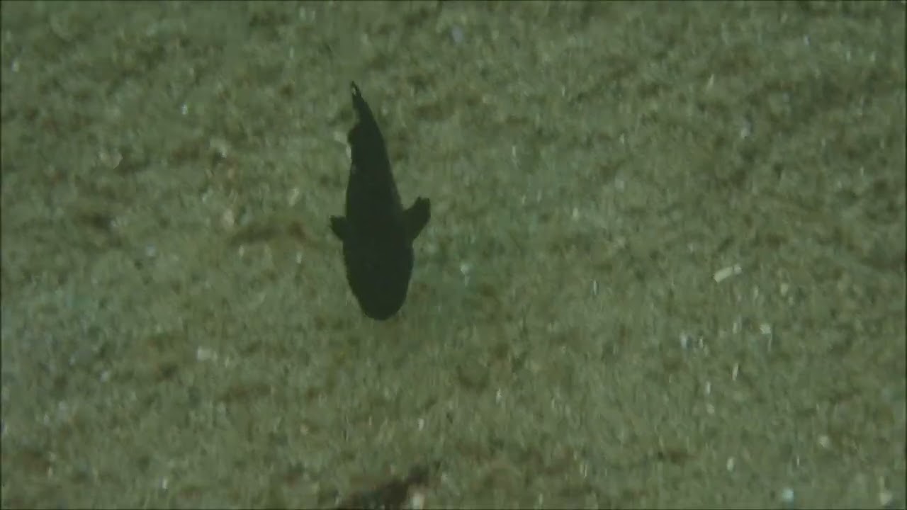 体長2メートル　体重100キロにもなる魚も産まれたばかりは小さい「オオクチイシナギ」
