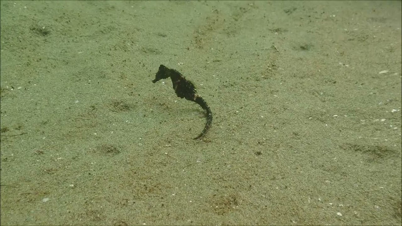 タツノオトシゴ　3匹出現