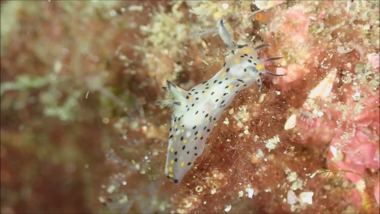 今日の伏木国分のウミウシの動画