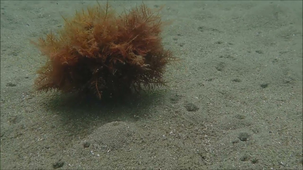 なんだ！動く海藻！絶好のカモフラージュ