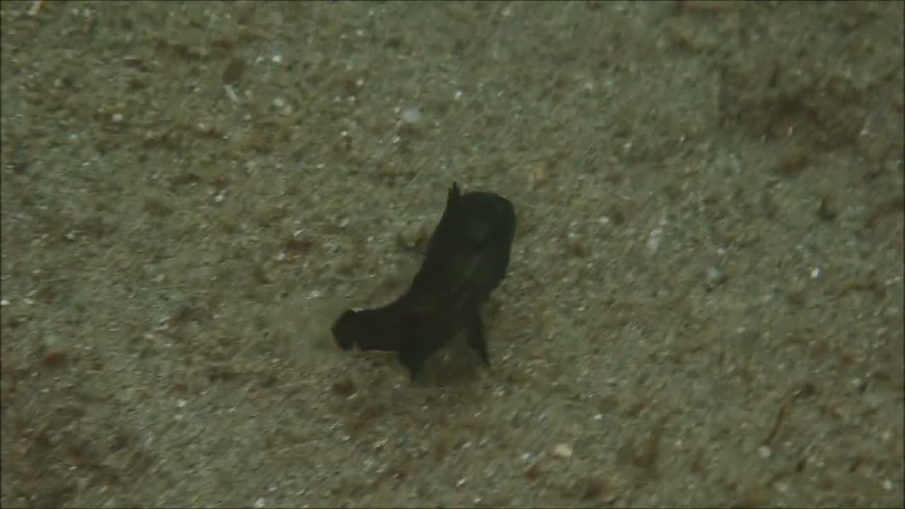 オオクチイシナギの続報