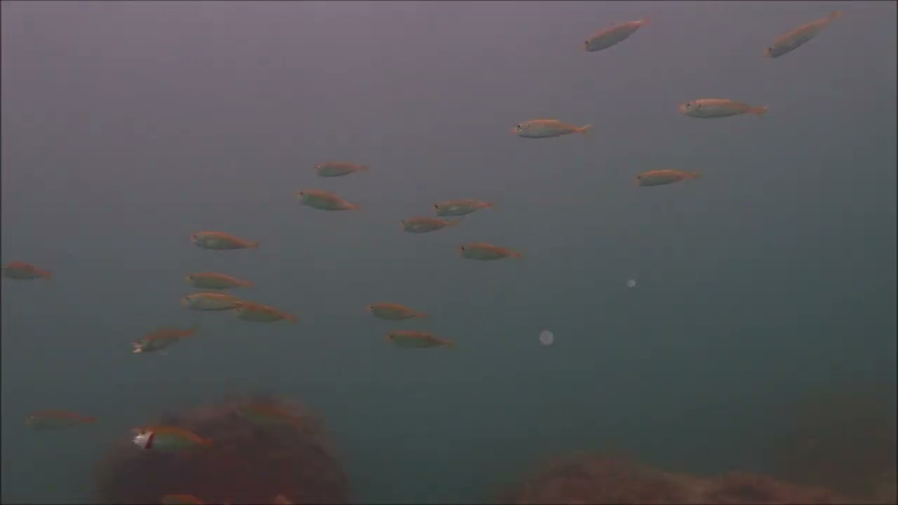 アジ　アジ　アジの大行列