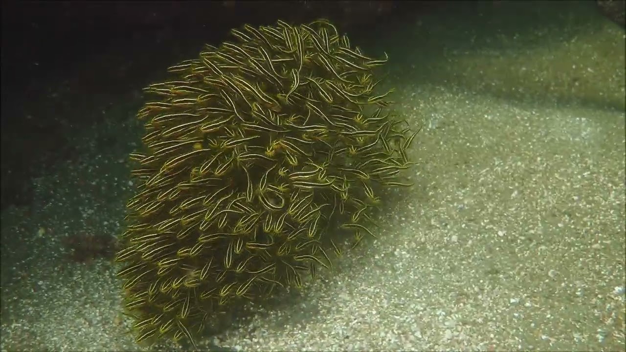 今年初確認「ゴンズイ」毒を持つ魚。注意を