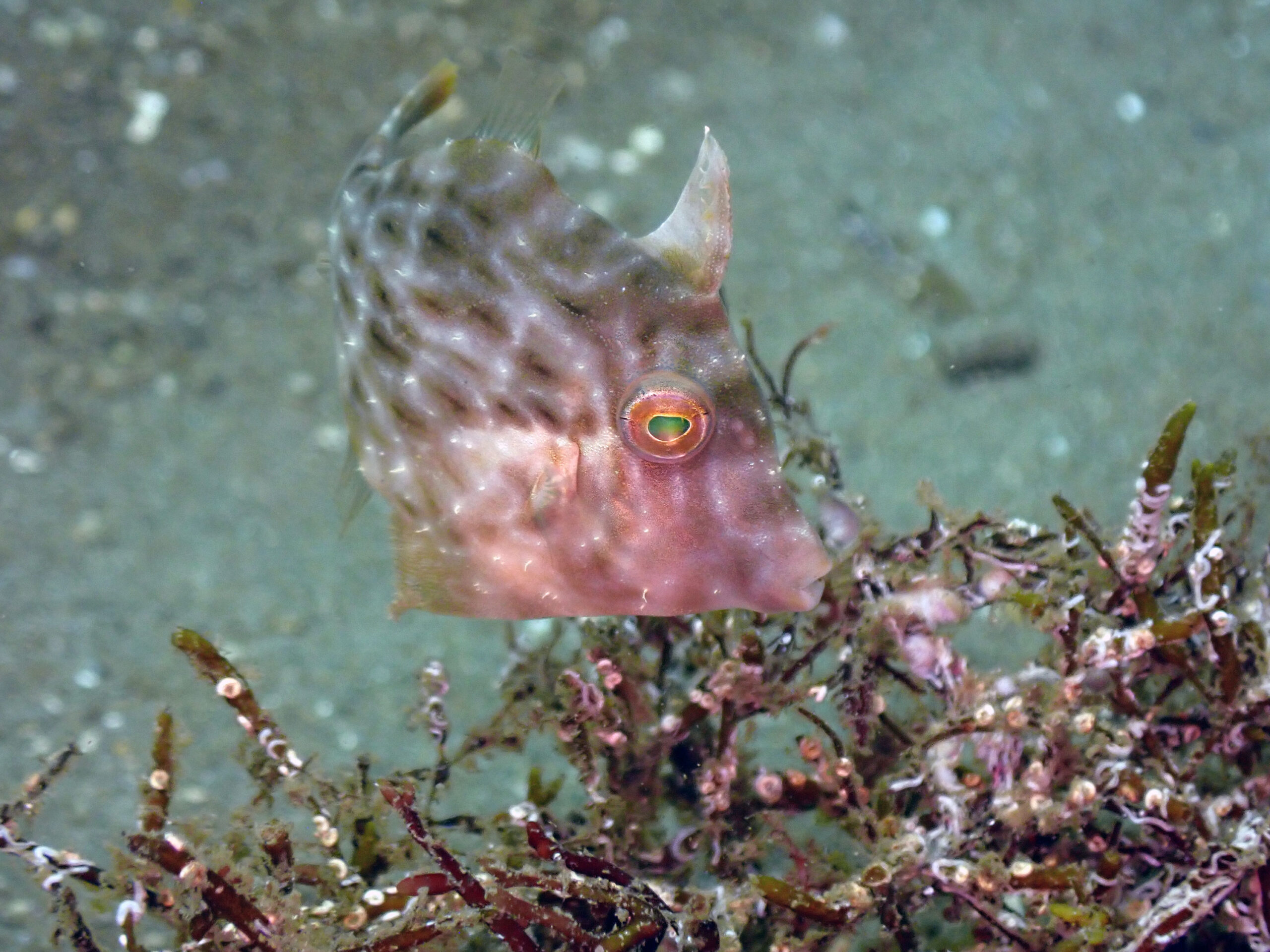 アミメハギの成魚　大人だが体長6センチほど