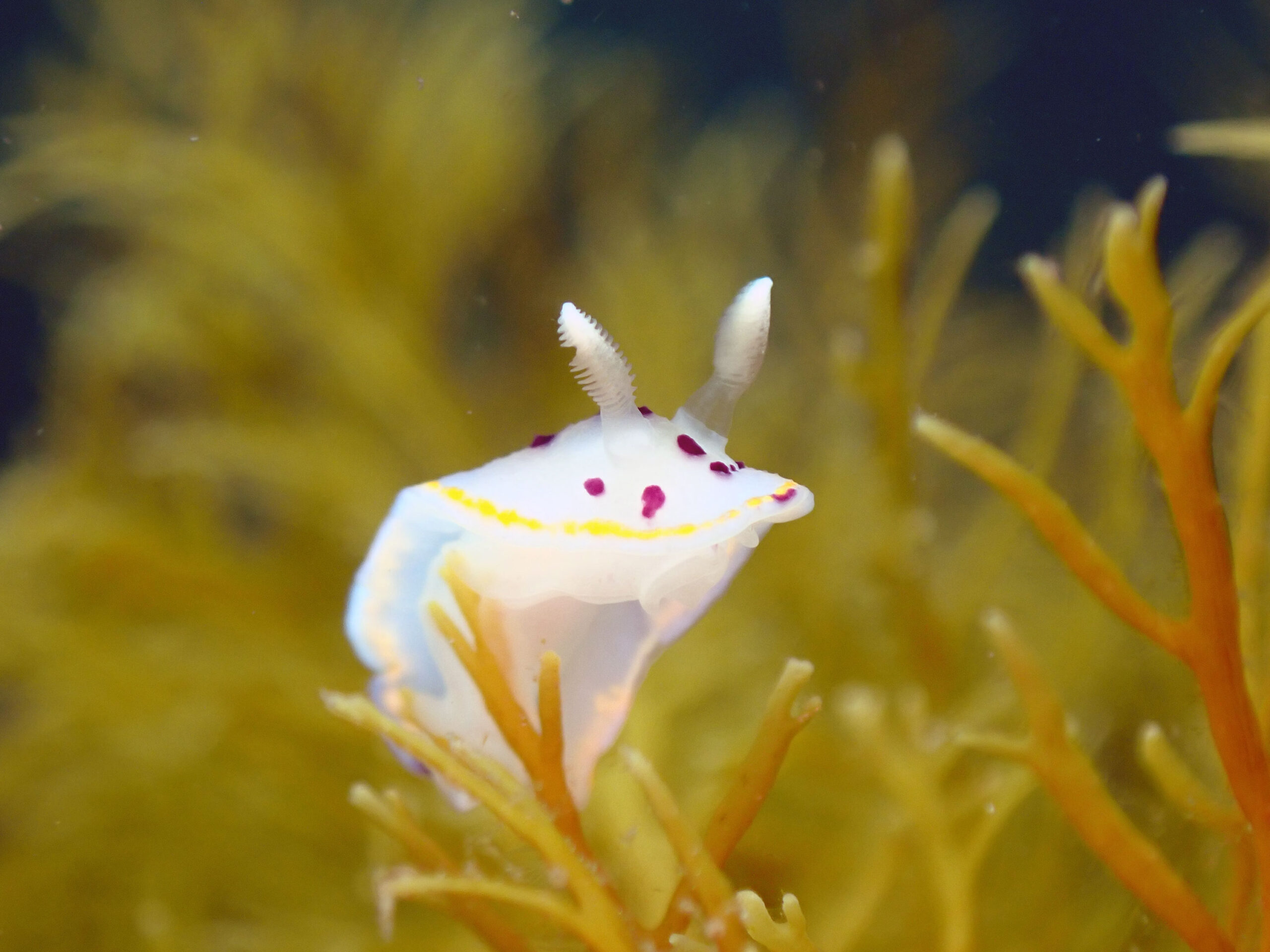 越前海岸。同じウミウシを写真の撮り方を変えてみた。
