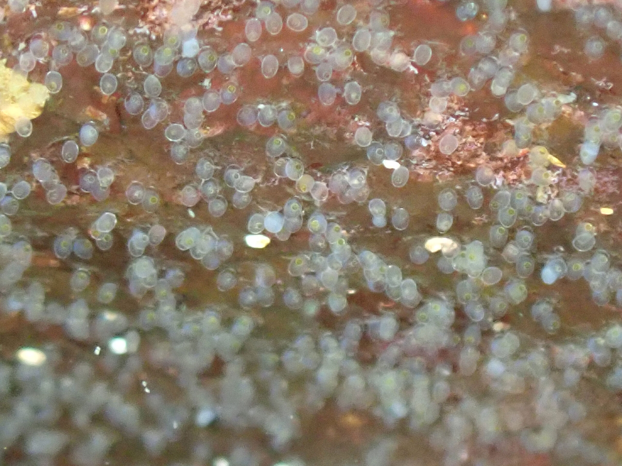 越前海岸　スズメダイノタマゴ確認