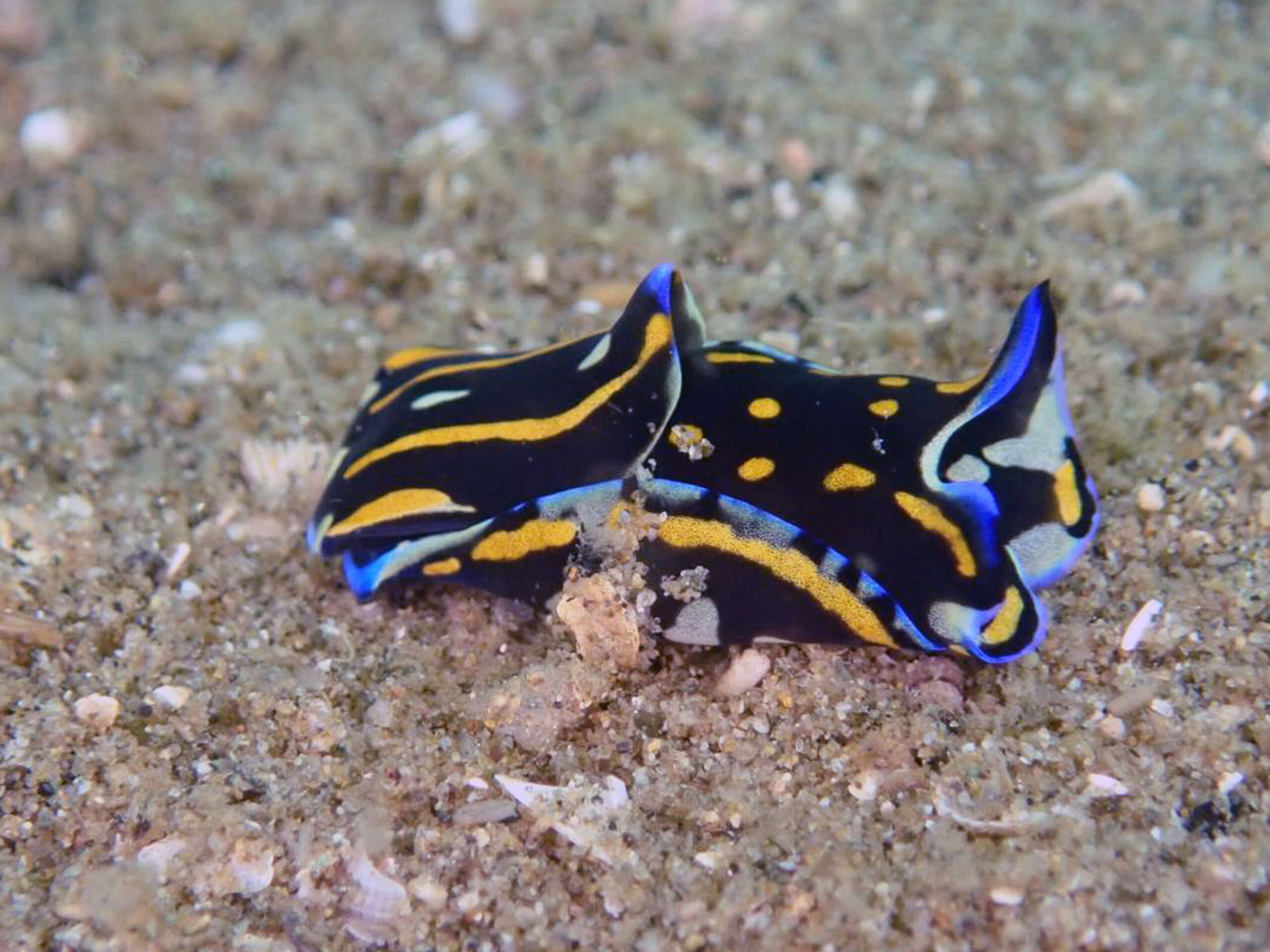 セキワタ3種類発見（カノコセキワタ・カラスセキワタ）