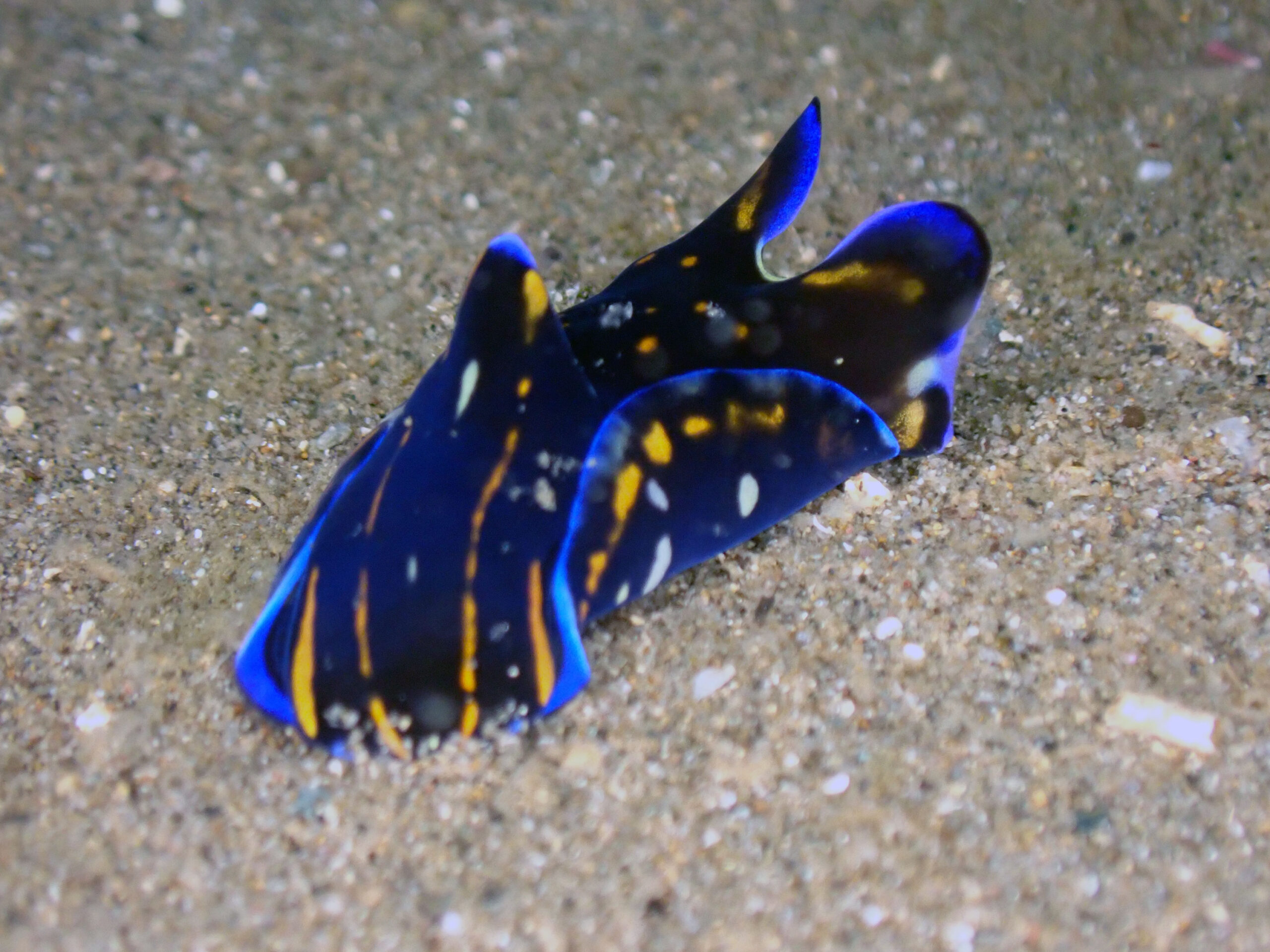 今日の伏木国分のウミウシたち