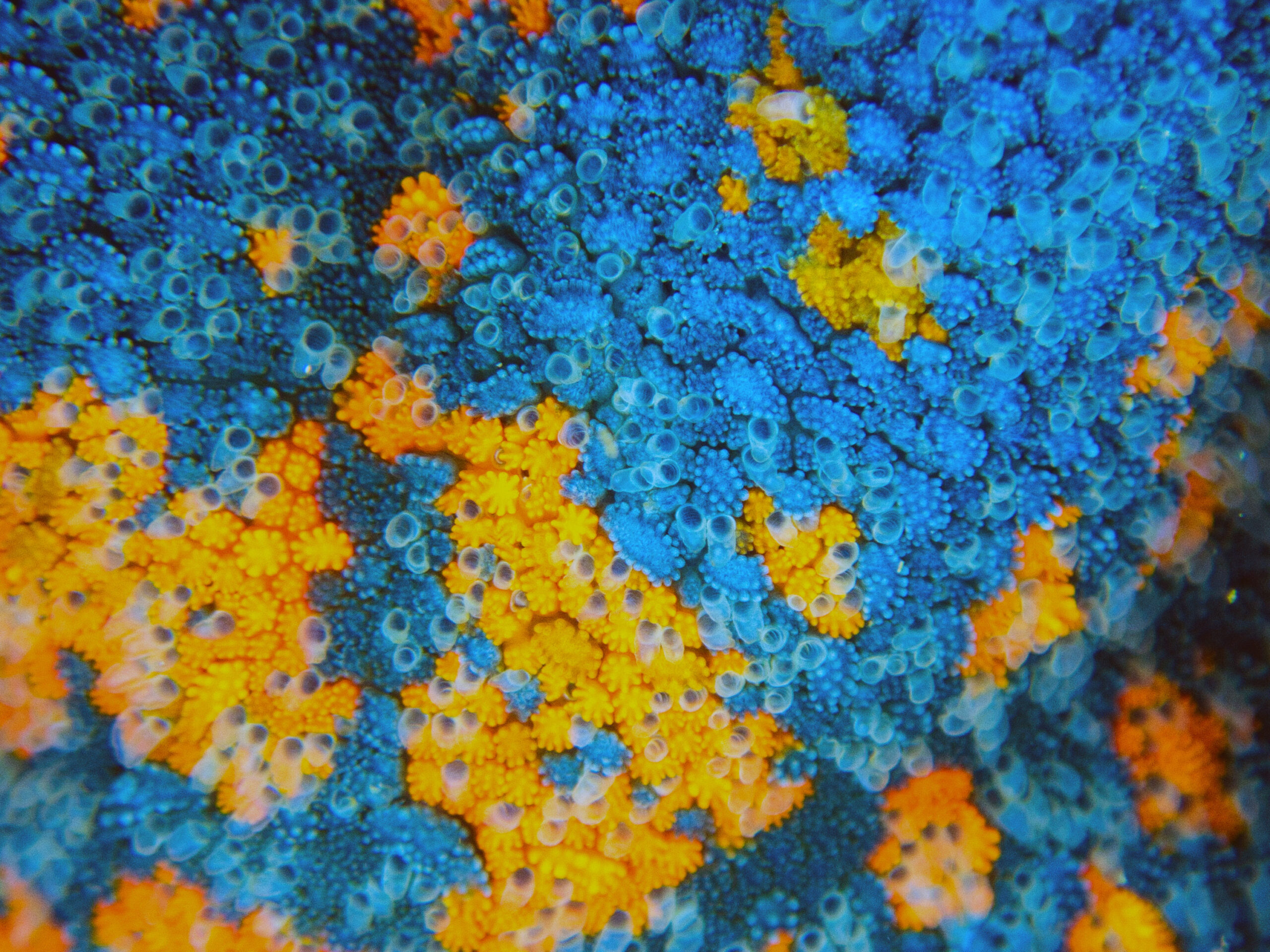 水中生物を接写してみた。さて、なんだろう？