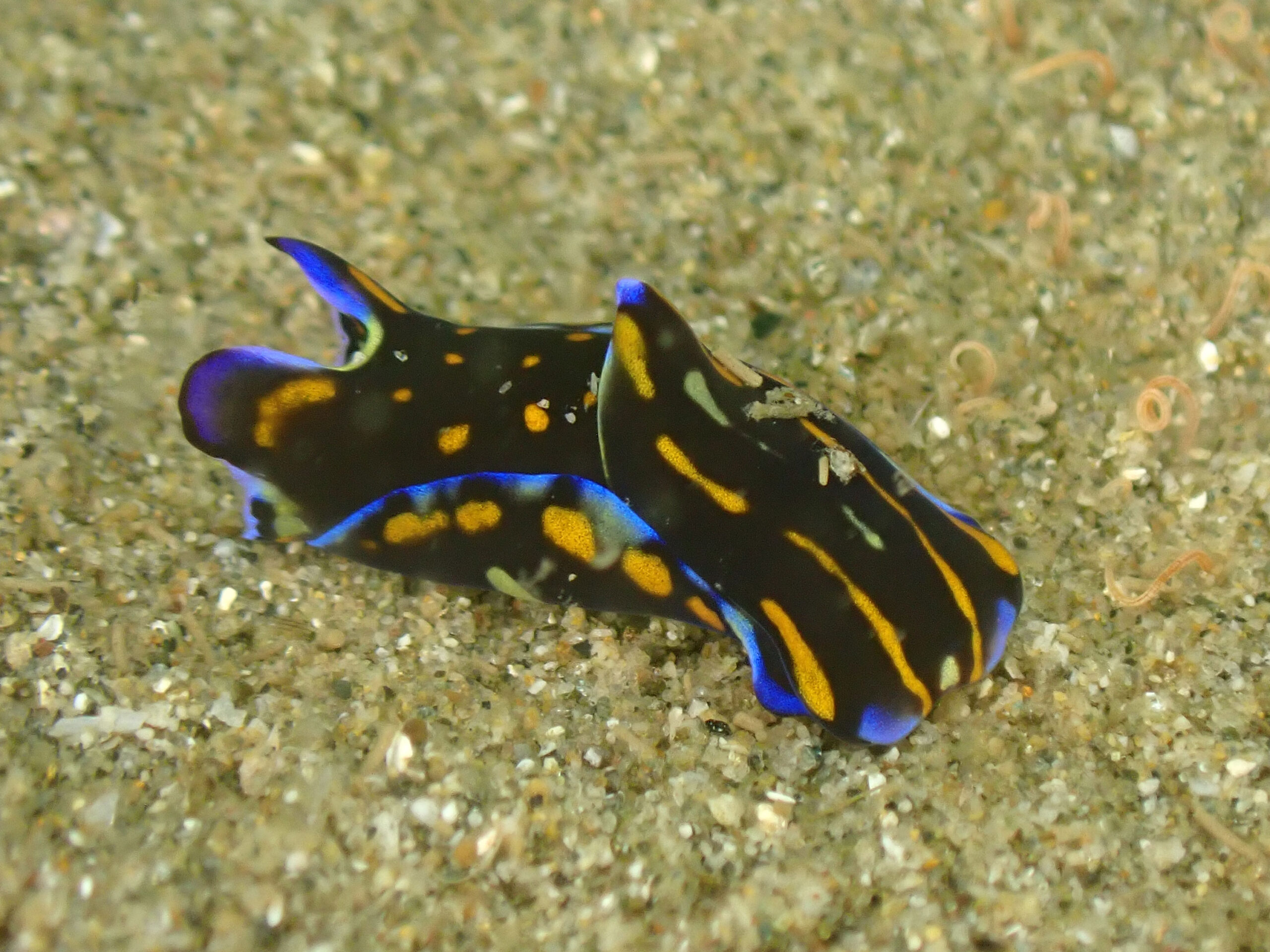 カラスキセワタを見たいと言われ必死に探したら「いた！ちょっとうれしい！」